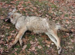 PESCARA, 27.4.2013 - E' una vera e propria ecatombe. Cos il WWF commenta gli ultimi dati relativi ai lupi trovati morti in Abruzzo dall'inizio dell'anno. Almeno trentaquattro esemplari sono stati ritrovati dal primo gennaio 2013, una media di uno ogni tre giorni.