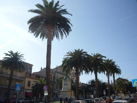 Giulianova, 9.11.11-  A differenza del 2010, quest'anno il punteruolo rosso ha colpito 9 palme: 4 in piazza Fosse Ardeatine, 3 al Cimitero e 2 in piazza della Libert. I trattamenti sinora intervenuti, ed effettuati dalla Giulianova Patrimonio, hanno interessato le 510 palme presenti nell'intero territorio giuliese utilizzando sostanze oleose e appositi fitofarmaci indicati espressamente dall'ARSSA. 